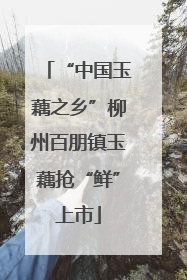 “中国玉藕之乡”柳州百朋镇玉藕抢“鲜”上市