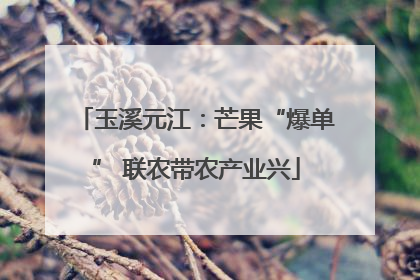 玉溪元江：芒果“爆单” 联农带农产业兴
