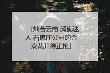 灿若云霞 旖旎迷人 石家庄公园的合欢花开得正艳