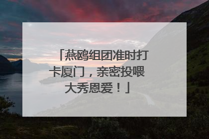 燕鸥组团准时打卡厦门，亲密投喂大秀恩爱！