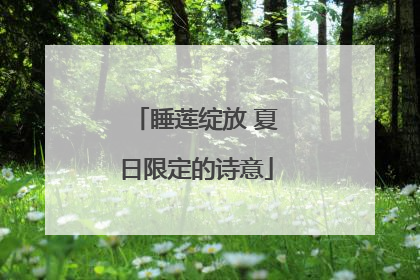 睡莲绽放 夏日限定的诗意