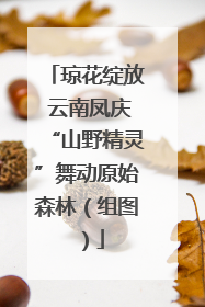 琼花绽放 云南凤庆“山野精灵”舞动原始森林（组图）