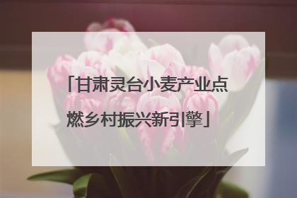 甘肃灵台小麦产业点燃乡村振兴新引擎