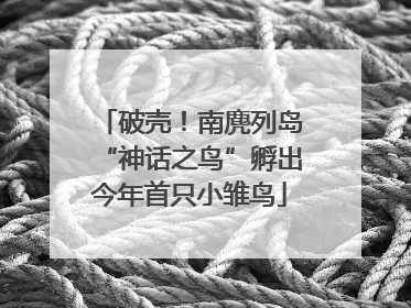 破壳！南麂列岛“神话之鸟”孵出今年首只小雏鸟