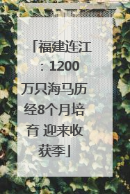 福建连江：1200万只海马历经8个月培育 迎来收获季