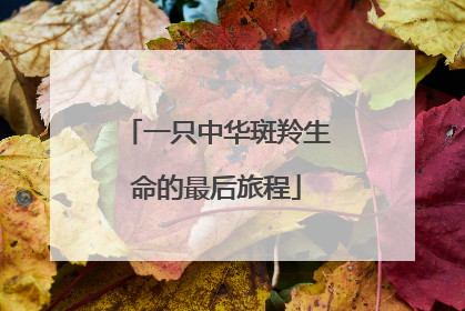 一只中华斑羚生命的最后旅程