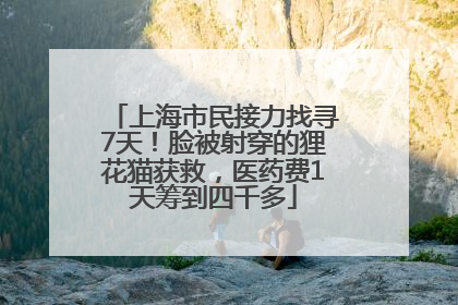 上海市民接力找寻7天！脸被射穿的狸花猫获救，医药费1天筹到四千多