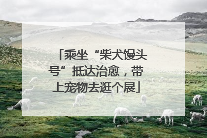 乘坐“柴犬馒头号”抵达治愈，带上宠物去逛个展