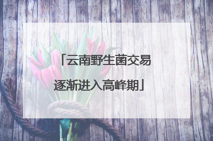 云南野生菌交易逐渐进入高峰期