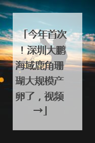 今年首次！深圳大鹏海域鹿角珊瑚大规模产卵了，视频→