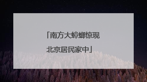 南方大蟑螂惊现北京居民家中