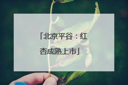 北京平谷：红杏成熟上市
