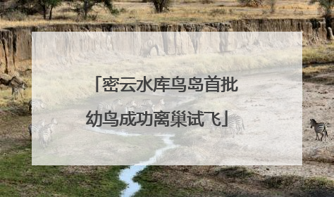 密云水库鸟岛首批幼鸟成功离巢试飞