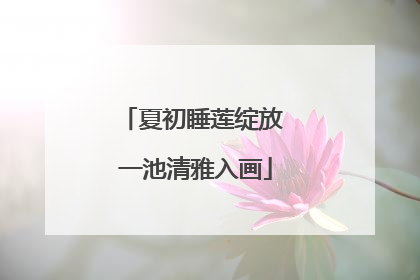 夏初睡莲绽放 一池清雅入画