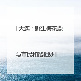 大连：野生梅花鹿与市民和谐相处
