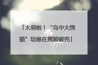 太萌啦！“鸟中大熊猫”幼崽在黄陂破壳