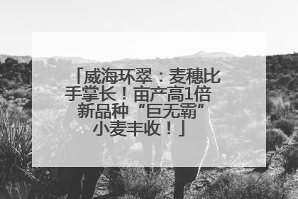 威海环翠：麦穗比手掌长！亩产高1倍 新品种“巨无霸”小麦丰收！