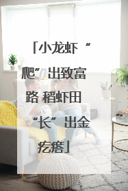 小龙虾“爬”出致富路 稻虾田“长”出金疙瘩