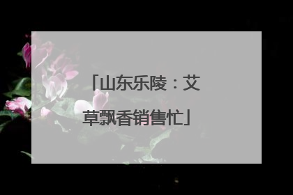 山东乐陵：艾草飘香销售忙