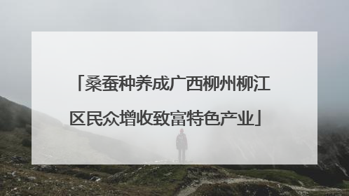 桑蚕种养成广西柳州柳江区民众增收致富特色产业