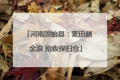 河南固始县：麦田翻金浪 抢收保归仓