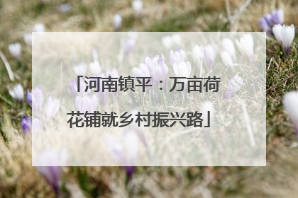 河南镇平：万亩荷花铺就乡村振兴路