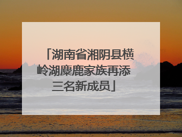湖南省湘阴县横岭湖麋鹿家族再添三名新成员