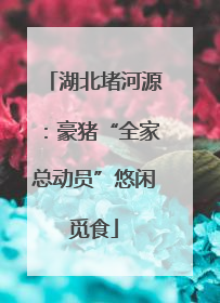 湖北堵河源：豪猪“全家总动员”悠闲觅食