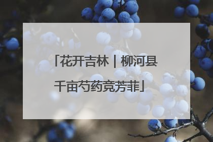 花开吉林｜柳河县千亩芍药竞芳菲