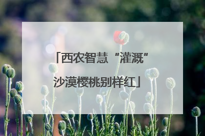 西农智慧“灌溉” 沙漠樱桃别样红