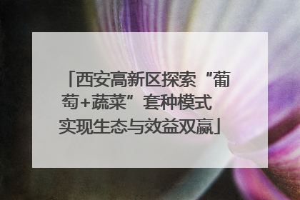 西安高新区探索“葡萄+蔬菜”套种模式 实现生态与效益双赢