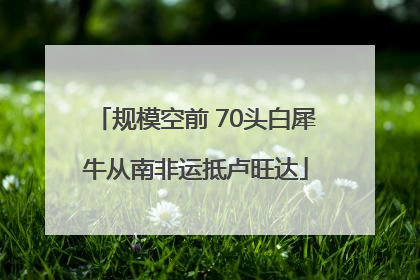 规模空前 70头白犀牛从南非运抵卢旺达