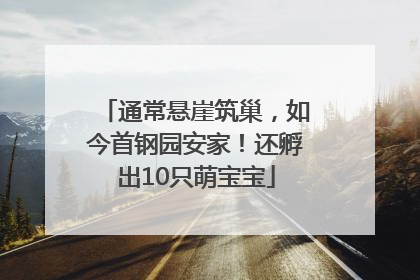 通常悬崖筑巢，如今首钢园安家！还孵出10只萌宝宝