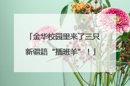 金华校园里来了三只新疆籍“插班羊”！