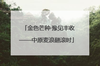 金色芒种·豫见丰收——中原麦浪翻滚时