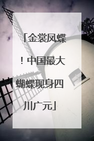 金裳凤蝶！中国最大蝴蝶现身四川广元