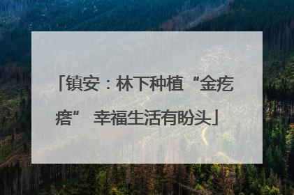 镇安：林下种植“金疙瘩” 幸福生活有盼头