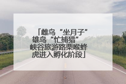 雌鸟“坐月子”雄鸟“忙捕猎” 峡谷旅游路栗喉蜂虎进入孵化阶段