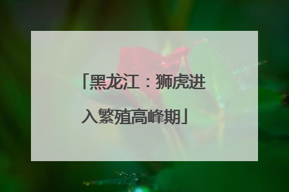 黑龙江：狮虎进入繁殖高峰期